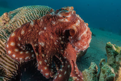 Octopus king of camouflage in the red sea, eilat israel