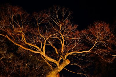 Low angle view of bare tree against dark sky