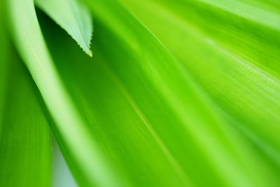 Full frame shot of green leaves