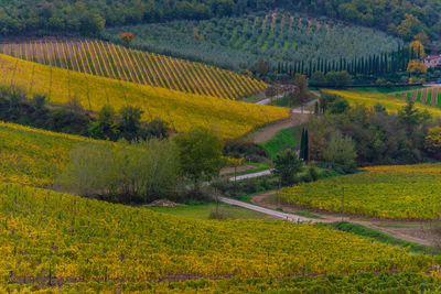 Scenic view of agricultural field during autumn