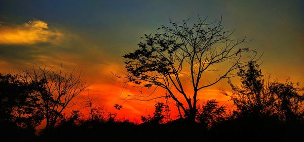Silhouette plants against dramatic sky during sunset