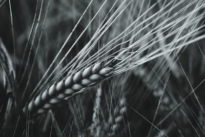 Close-up of wheat growing on field