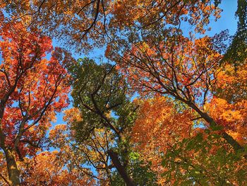Low angle view of autumnal trees against sky