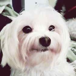 Close-up portrait of a dog