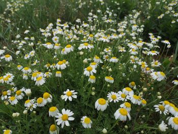 Close-up of white daisy flowers on field