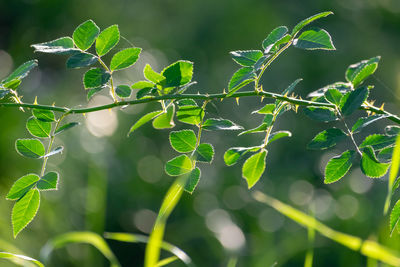 Close-up of green leaves