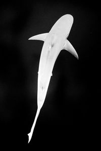 Overhead view of shark swimming underwater