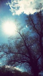 Low angle view of trees against sky