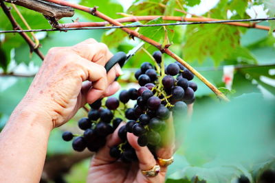 Cropped image of hand holding grapes