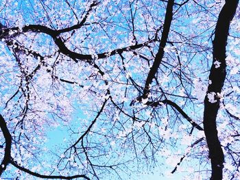 Low angle view of flower tree against sky