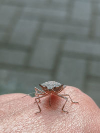 Close-up of insect on hand