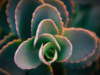 Close-up of succulent plant