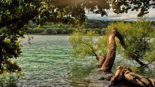 Scenic view of lake against trees in forest