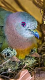 Close-up of parrot perching