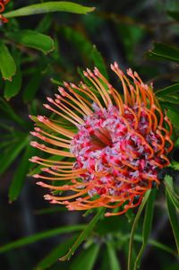 Close-up of red flower