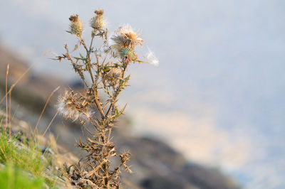 Close-up of thistle against sky