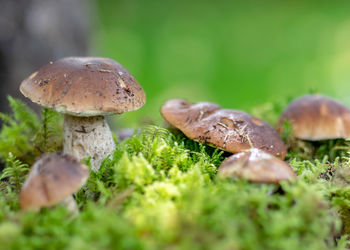 Close-up of mushroom growing on field