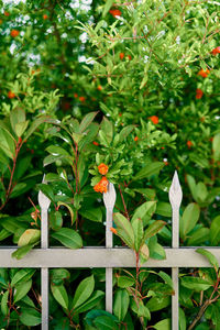 Close-up of flowering plant