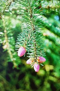 Close-up of plant growing on tree