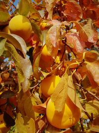 Close-up of yellow autumn leaves