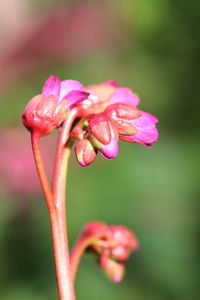 Close-up of pink flowering plant