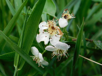 Close-up of white flowering plant