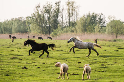 Horses in a field