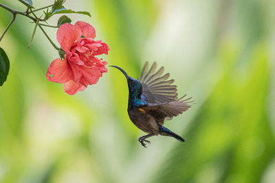 Close-up of butterfly pollinating on flower