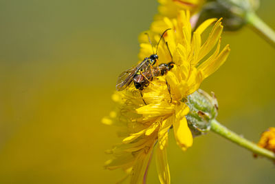 Black soldier fly flies insect hermetia illucens mating on yellow dandelions