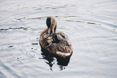 Duck swimming on lake