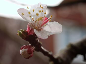 Close-up of pink flower