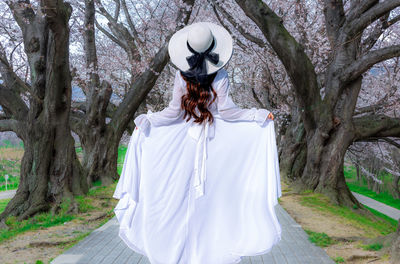 Asian woman walking in a cherry blossom garden on a spring day rows of cherry trees in kyoto japan