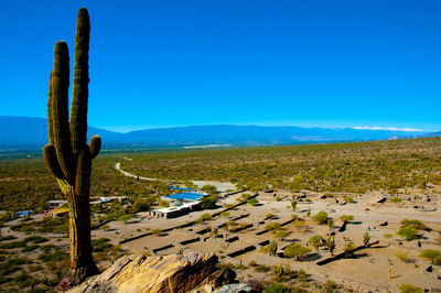 Cactus growing on field against clear blue sky