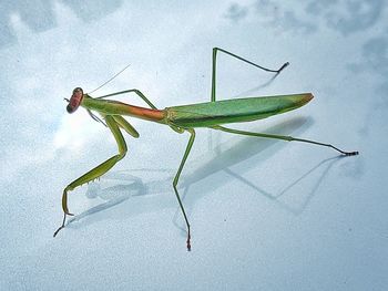 Close-up of insect