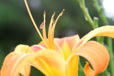 Close-up of day lily blooming outdoors