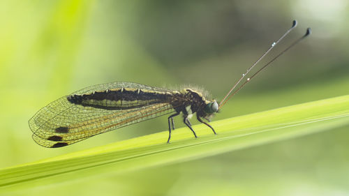 Close-up of insect