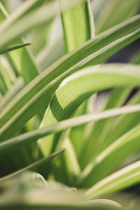 Close-up of green leaf