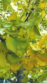 Close-up of yellow flower tree