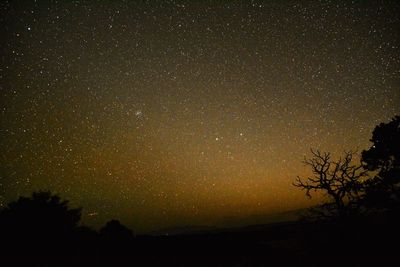 Low angle view of silhouette trees against star field at night