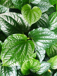 Close-up of green leaves