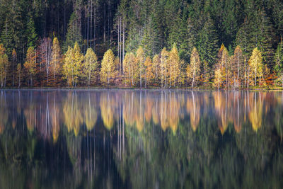 Scenic view of forest during autumn