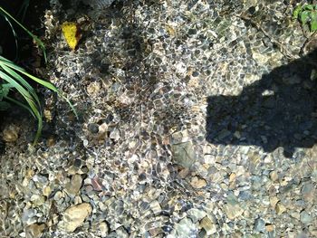 High angle view of crab on rock