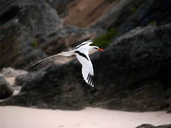 Close-up of bird flying against rock formations