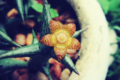 Close-up of plant against blurred background