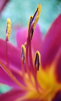 Close-up of red flower