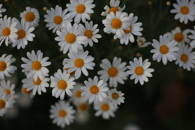 Close-up of white daisy flowers