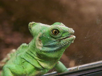 Close-up of lizard