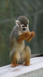 Close-up of monkey sitting on retaining wall