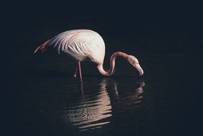 Low angle view of bird in lake