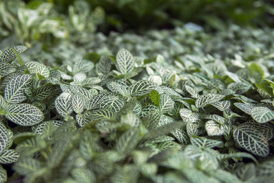 Close-up of leaves on field